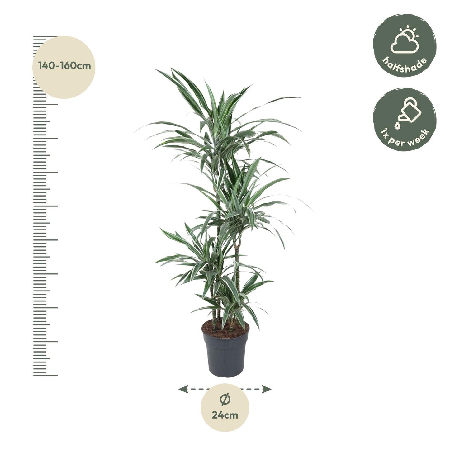 Dracaena Warneckei (145 cm - ø24)