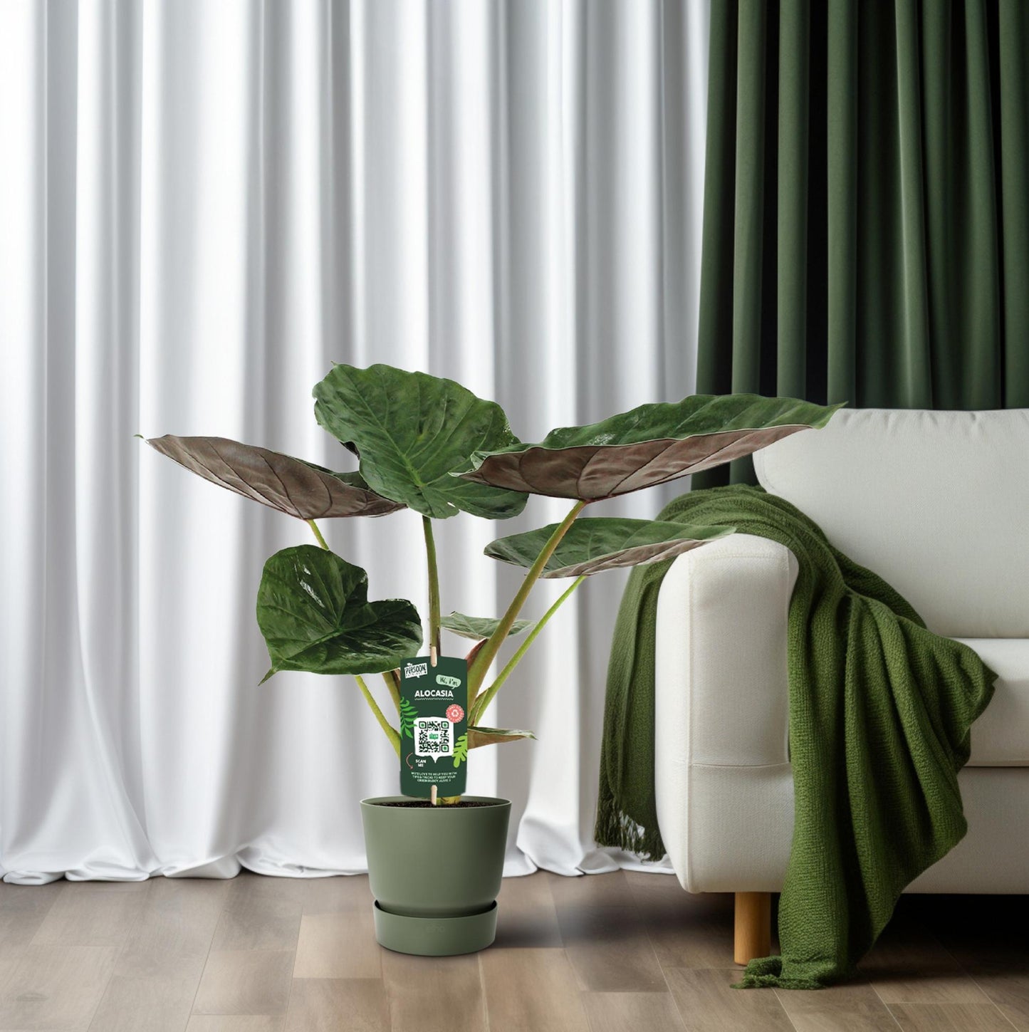 Alocasia Wentii Olifantsoor (70cm - Ø19cm)