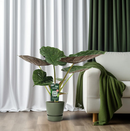Alocasia Wentii Olifantsoor (70cm - Ø19cm)