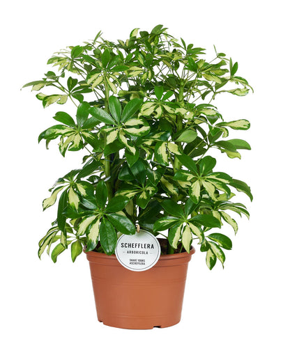 Schefflera Gerda (55cm - Ø21cm)