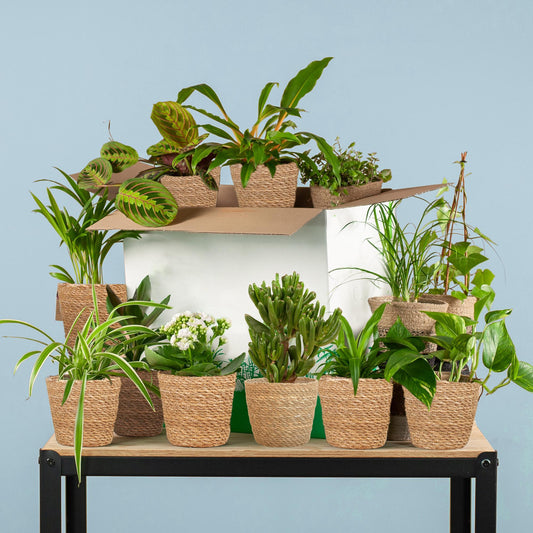 Groene Kneusjesbox (12 stuks) - incl. 12 x mand Sofia Plant Greenify