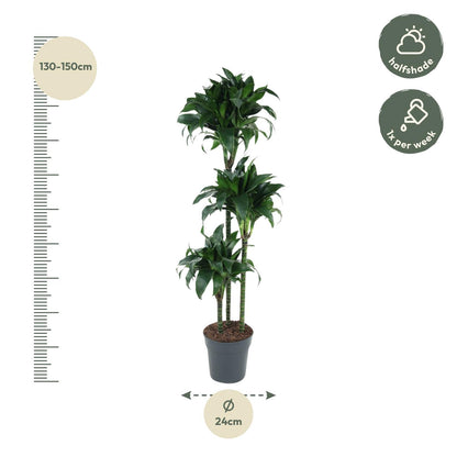 Dracaena Tatuade (140 cm - ø24)