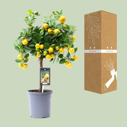 Citrus Calamondin - Ø15cm - 45cm Plant Greenify