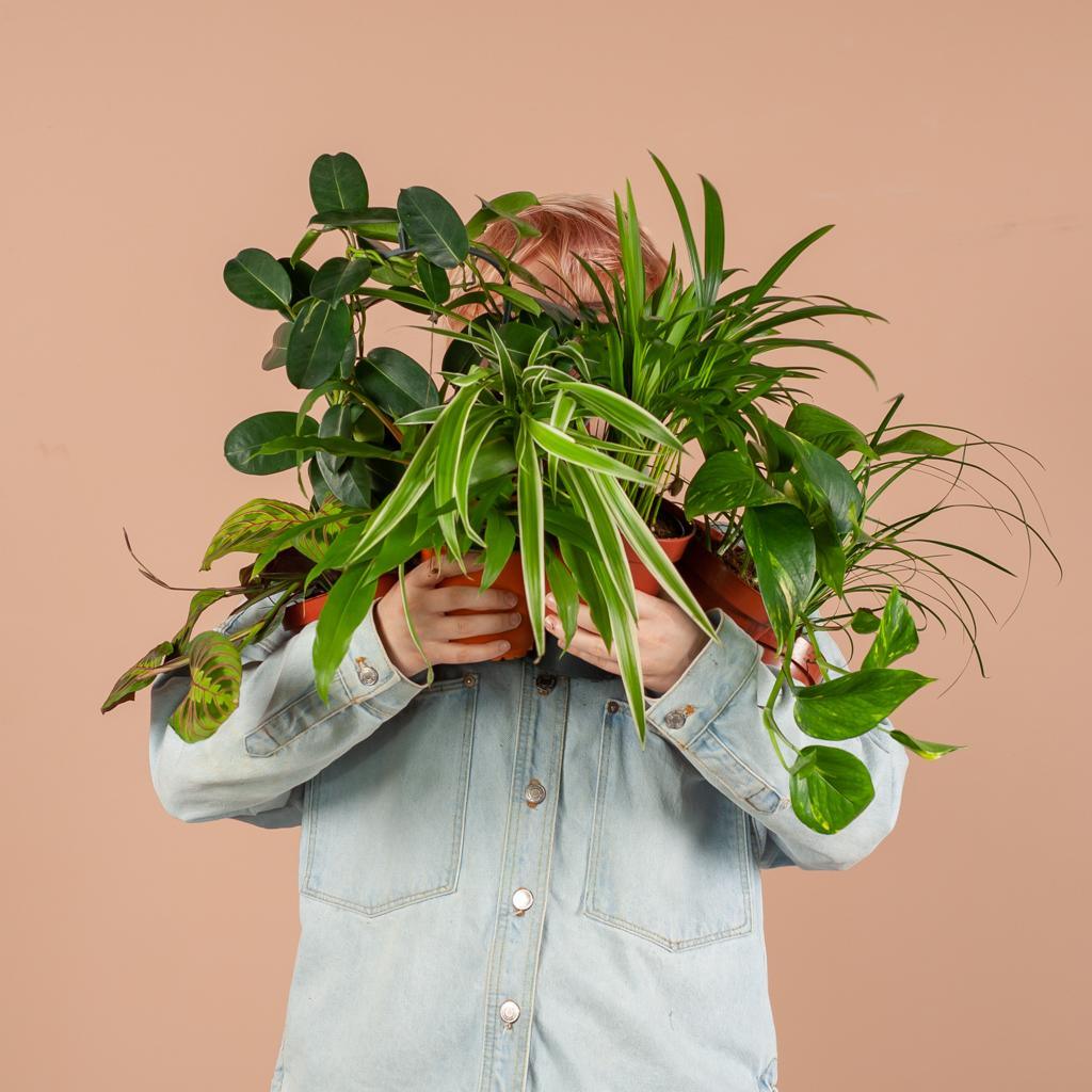 Groene Kneusjesbox (12 stuks) - incl. 12 x mand Sofia Plant Greenify