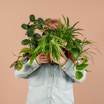 Groene Kneusjesbox (12 stuks) - incl. 12 x mand Sofia Plant Greenify