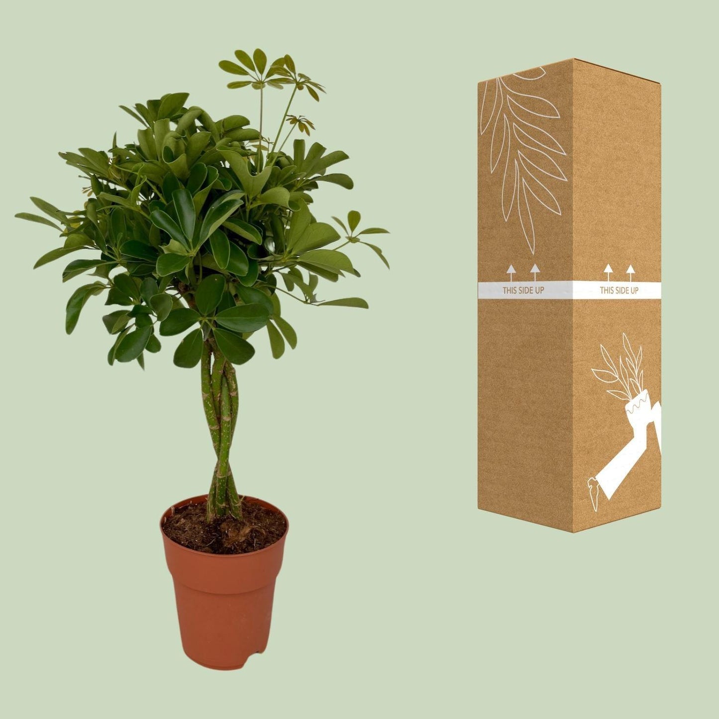 Schefflera Compacta (80cm - Ø19cm)