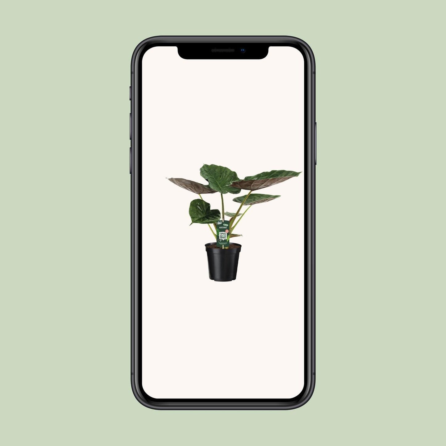 Alocasia Wentii Olifantsoor (70cm - Ø19cm)