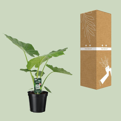 Alocasia Macrorrhiza (70cm - Ø19cm)