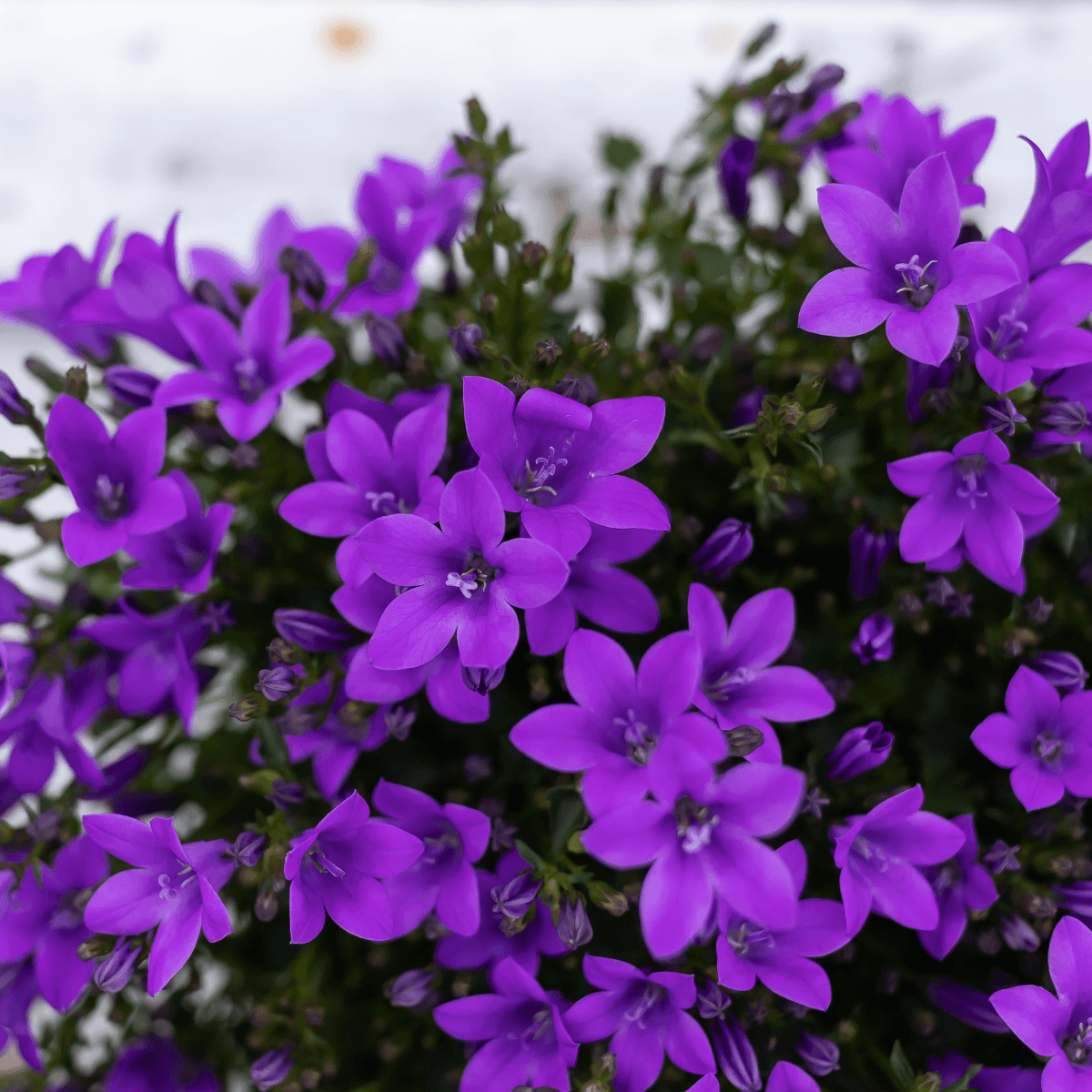Campanula Addenda Ambella Intense purple in Malaga sierpotten - potmaat 12cm Plant Greenify