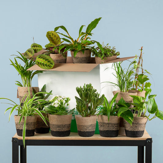 Groene Kneusjesbox (12 stuks) - incl. 12 x pot Lissabon zwart Plant Greenify