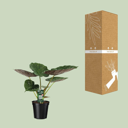 Alocasia Wentii Olifantsoor (70cm - Ø19cm)