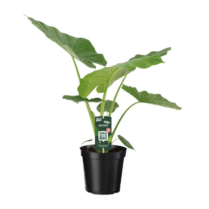 Alocasia Macrorrhiza (70cm - Ø19cm)