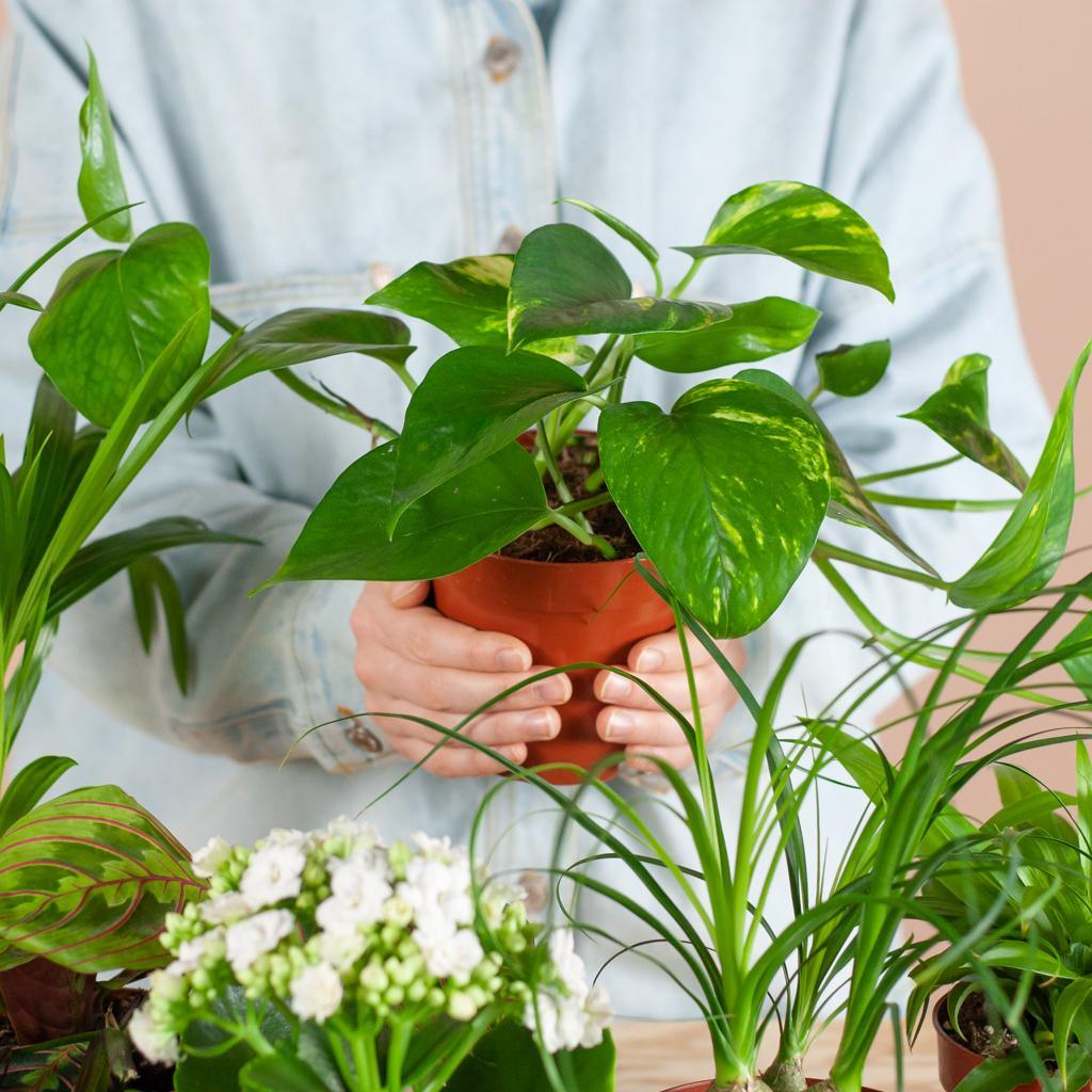 Groene Kneusjesbox (6 stuks) - incl. 6 x pot Viber zwart Plant Greenify