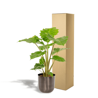 Alocasia Portodora (80cm - Ø21cm) + Pot Mayk Lead Plant Greenify