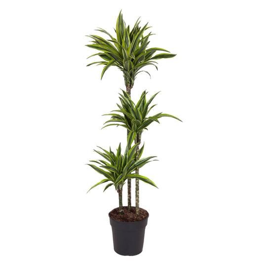 Dracaena Lemon Lime (140 cm - ø24)