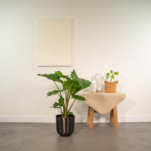 Alocasia Portodora (80cm - Ø21cm) + Pot Mayk Lead Plant Greenify