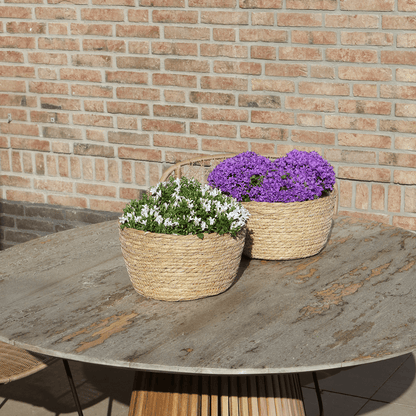 Campanula Addenda Ambella Intense purple - handgeweven rieten mand Plant Greenify