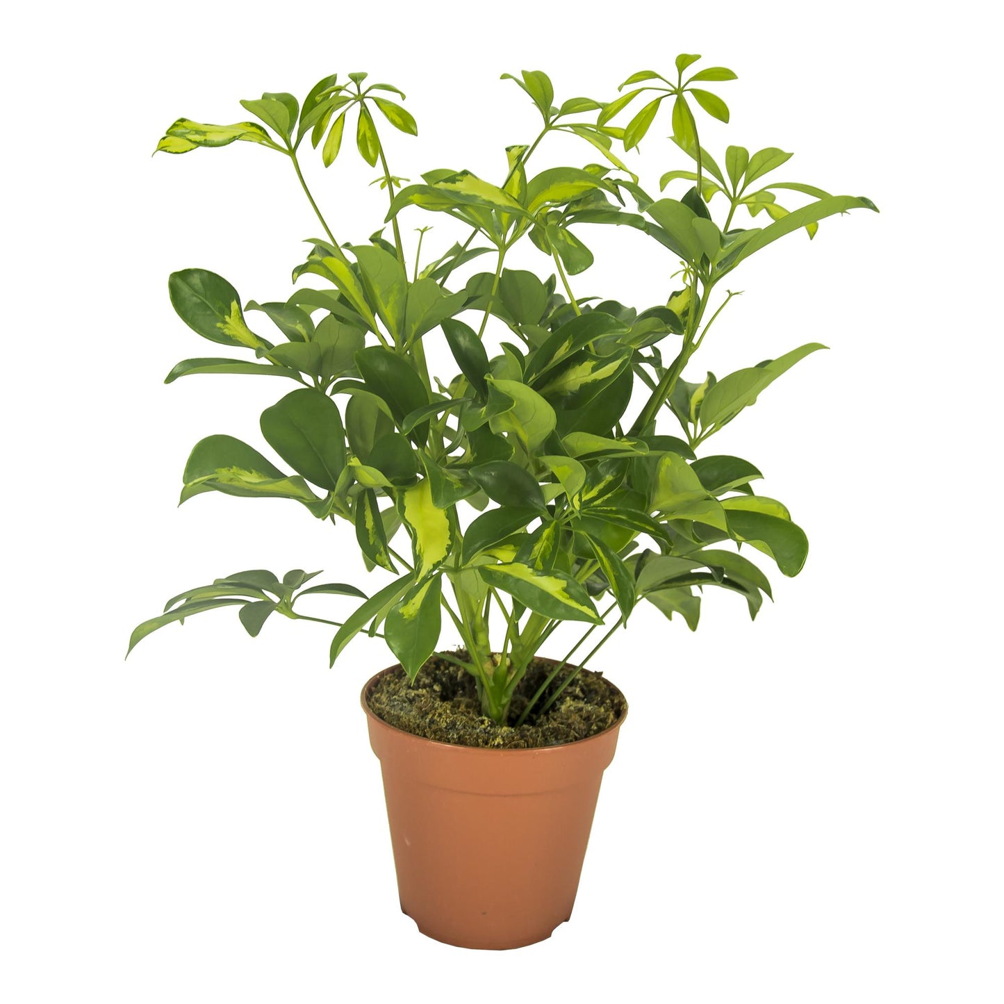 Schefflera Gerda (35cm - Ø13cm)