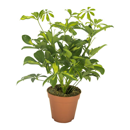 Schefflera Gerda (35cm - Ø13cm)
