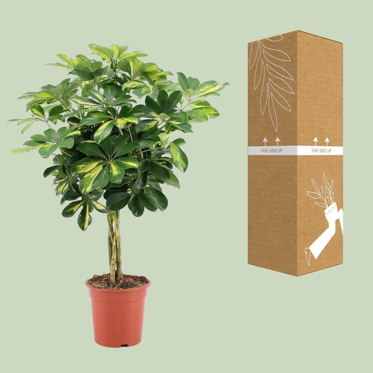 Schefflera Arboricola Gold Capella (75cm - Ø19cm)