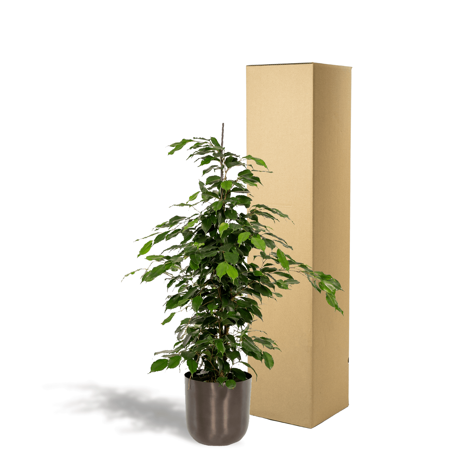 Ficus benjamina Danielle - (95cm - Ø21cm) + Pot Mayk Lead Plant Greenify
