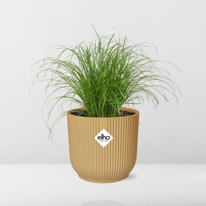 Cyperus Alternifolius Zumula in ELHO Vibes Fold 14cm