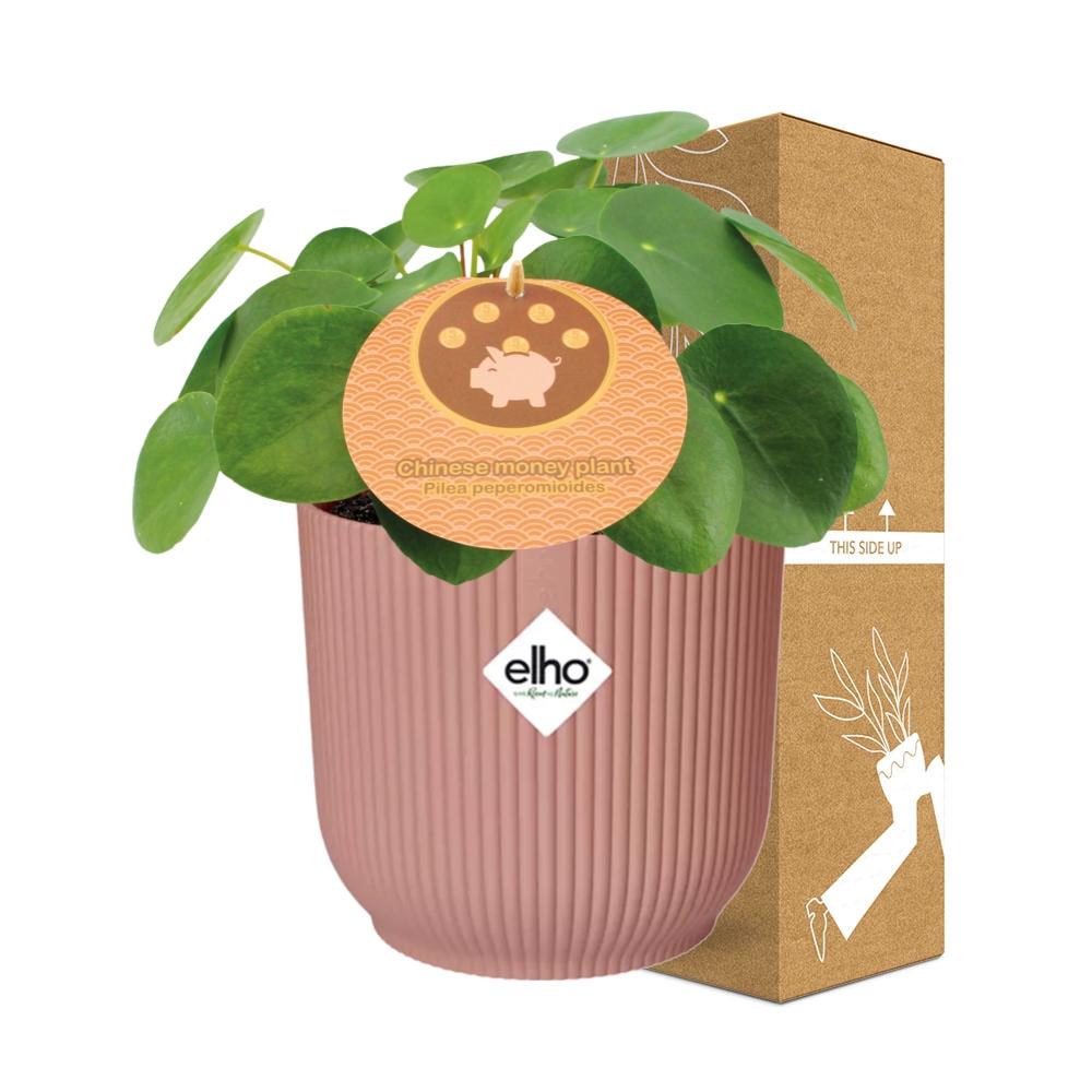 Pilea Peperomioides 12cm in ELHO Vibes Fold 14cm
