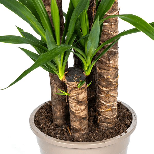 Yucca Elephantipes (160cm - Ø27cm) Plant Greenify