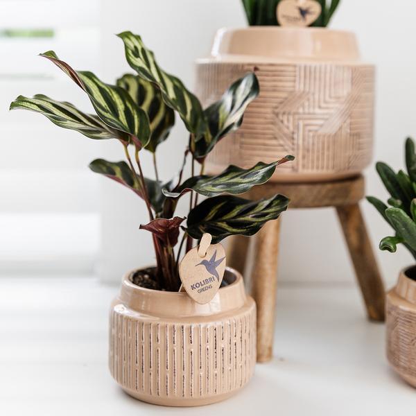 Kleine Calathea Makoyana (Ø9cm) Plant Greenify