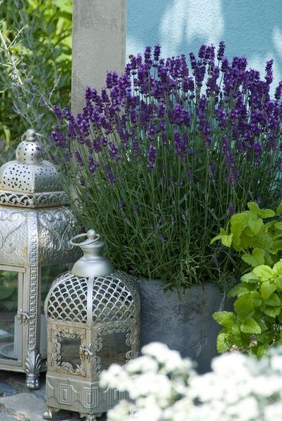 Lavandula 'Hidcote' | 10-25cm - Ø9cm Plant Greenify