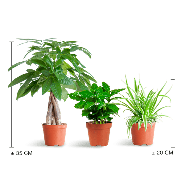 Diervriendelijke Plantenbox klein (3 plantjes zonder sierpot Ø12) Plant Greenify