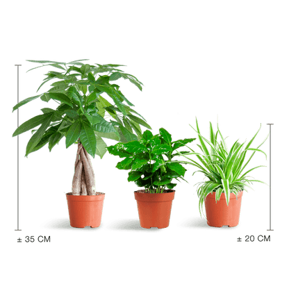 Diervriendelijke Plantenbox klein (3 plantjes zonder sierpot Ø12) Plant Greenify