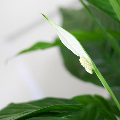 Spathiphyllum inclusief pot naar keuze (80cm - Ø21) Plant Greenify