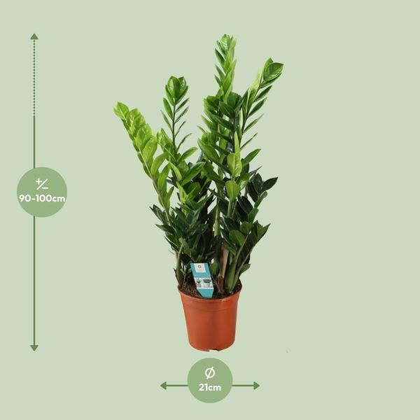 Zamioculcas Zamiifolia - ZZ Plant (100cm - Ø21cm) Plant Greenify