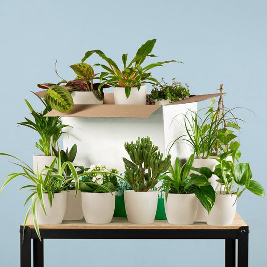 Tweedekans plantenbox (incl. 12x Yuki pot wit) Plant Greenify