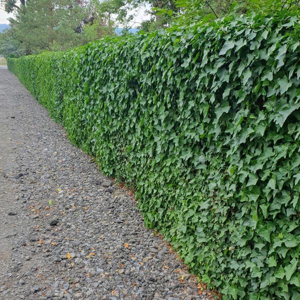 Hedera Hibernica | 10-25cm - Ø9cm Plant Greenify