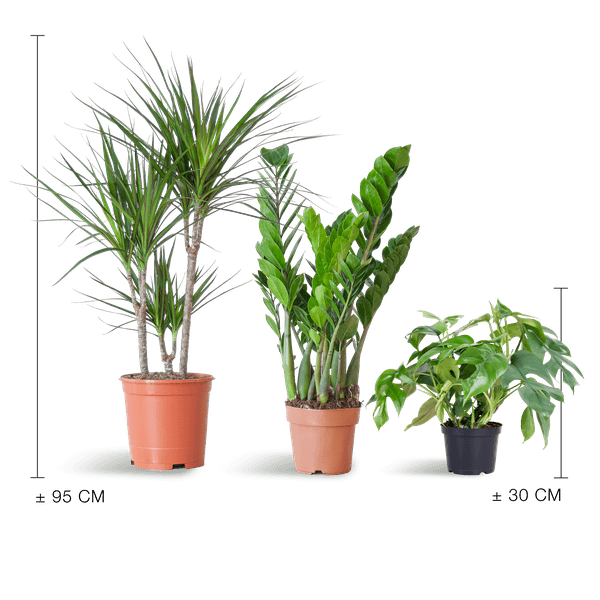 Schaduw Plantenbox medium (3 planten zonder sierpot) Plant Greenify