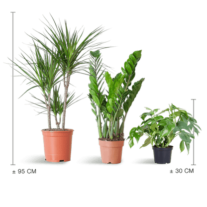 Schaduw Plantenbox medium (3 planten zonder sierpot) Plant Greenify