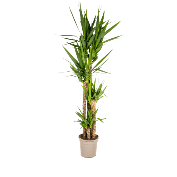 Yucca Elephantipes (160cm - Ø27cm) Plant Greenify