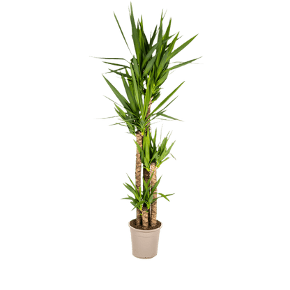 Yucca Elephantipes (160cm - Ø27cm) Plant Greenify
