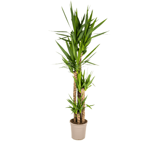 Yucca Elephantipes (160cm - Ø27cm) Plant Greenify