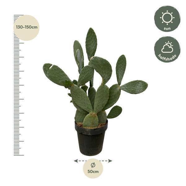 Opuntia Ficus Indica (Ø50cm - 140 cm) Plant Greenify