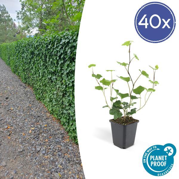Hedera Hibernica | 10-25cm - Ø9cm Plant Greenify