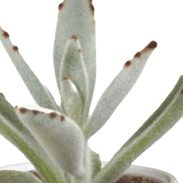 Cactus en vetplanten mix (Ø5.5 cm & in diverse potten) Plant Greenify