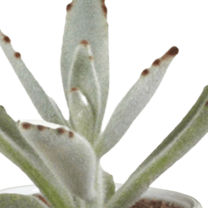 Cactus en vetplanten mix (Ø5.5 cm & in diverse potten) Plant Greenify