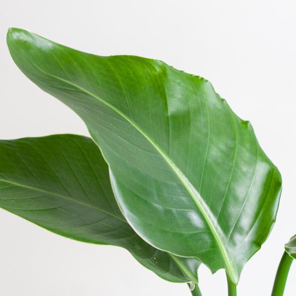 Strelitzia Nicolai met Jimmi mand zwart (80cm - Ø19) Plant Greenify