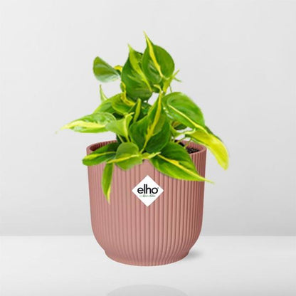 Philodendron Brasil in ELHO Vibes Fold 14cm