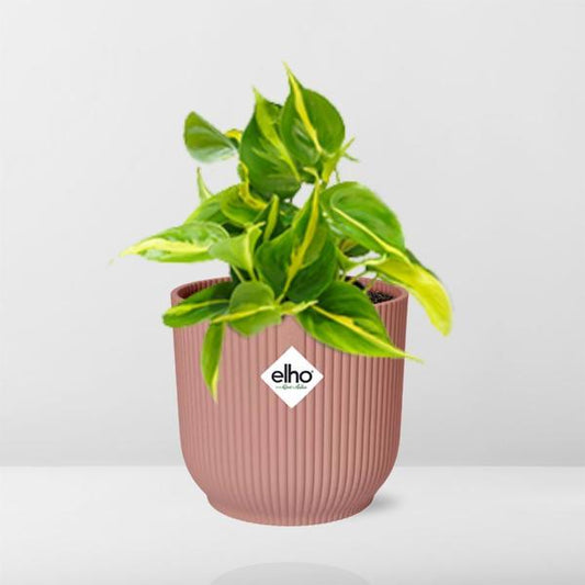 Philodendron Brasil in ELHO Vibes Fold 14cm