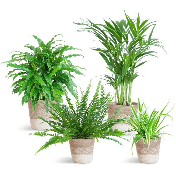 Diervriendelijke plantenset large (4 planten inclusief mand Jimmi wit) Plant Greenify