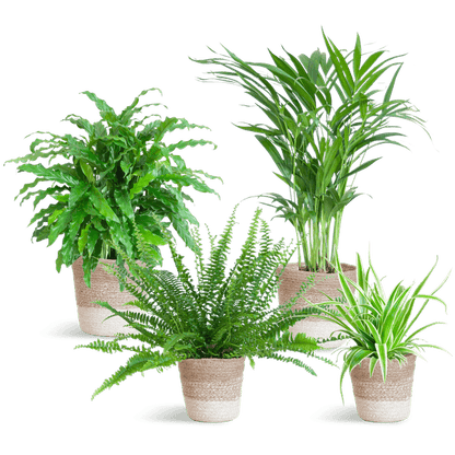 Diervriendelijke plantenset large (4 planten inclusief mand Jimmi wit) Plant Greenify